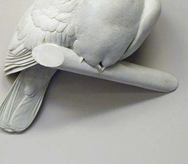 dove images