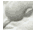 dove images